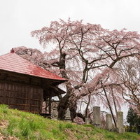 福島県郡山市の上石不動桜とお堂、茅葺き屋根の春景色の写真