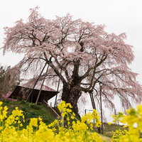 菜の花畑越しに満開に咲き誇る郡山市の上石の不動桜の写真