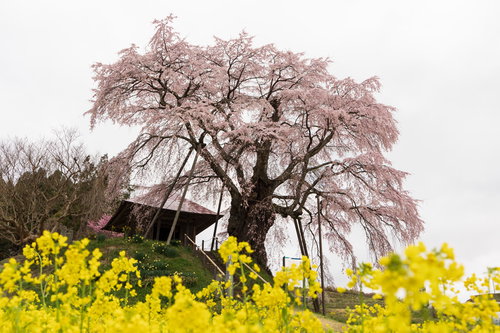 菜の花畑越しに満開に咲き誇る郡山市の上石の不動桜