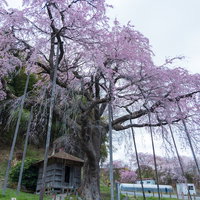 支えられた枝の紅枝垂地蔵桜が満開　福島県郡山市の地蔵堂の写真