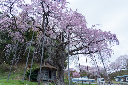 支えられた枝の紅枝垂地蔵桜が満開　福島県郡山市の地蔵堂