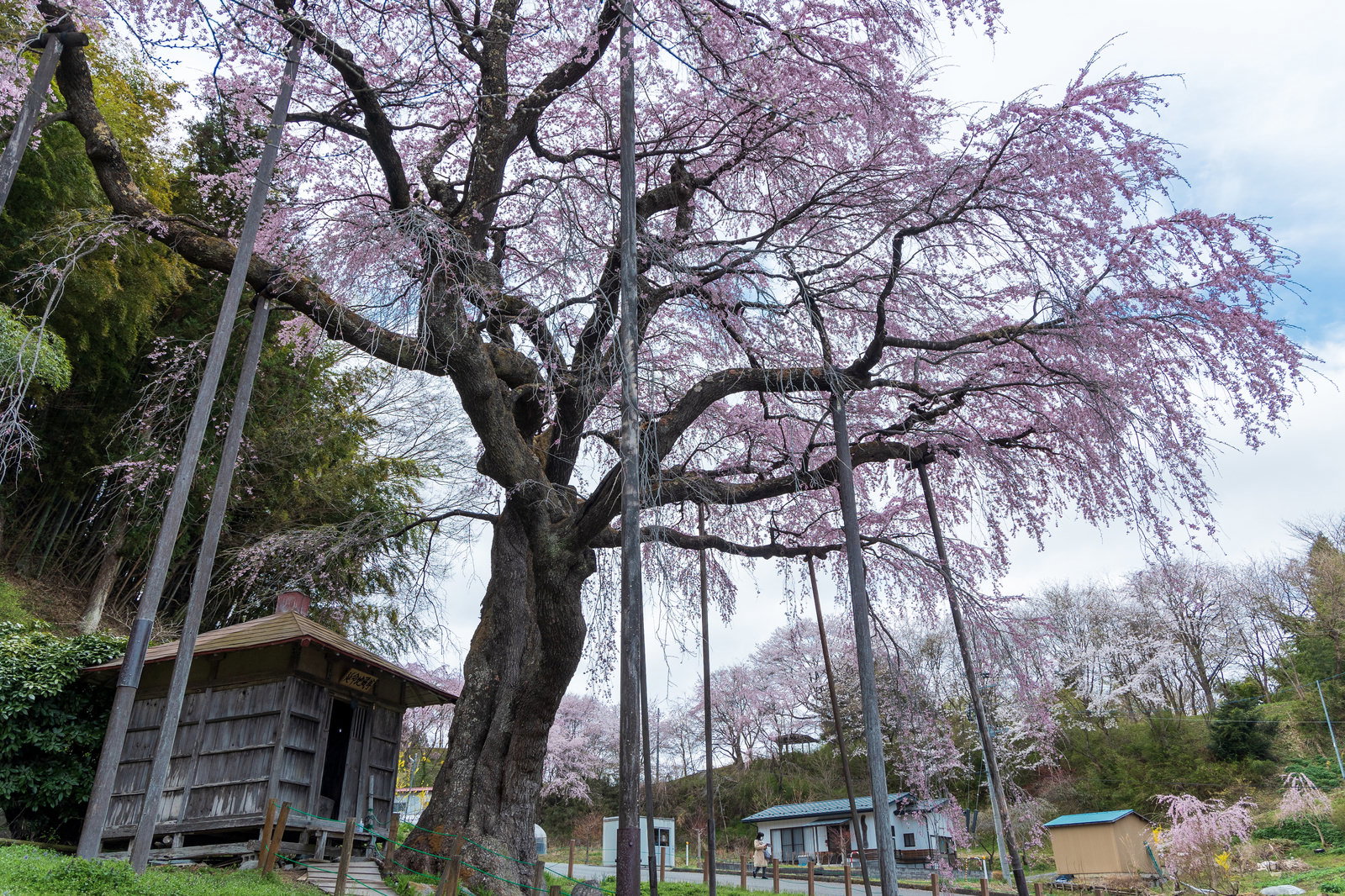 支柱で支えられた満開の枝垂桜と背景の地蔵堂