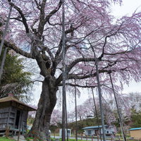 支柱で支えられた紅枝垂地蔵桜と地蔵堂の春景色の写真