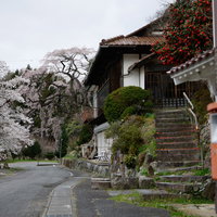 赤いポストから見た民家の軒先に咲く伊勢桜の写真