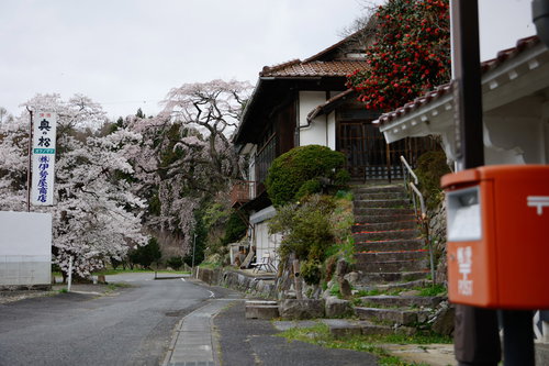 赤いポストから見た民家の軒先に咲く伊勢桜