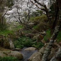小川の水辺に咲く桜と渓流、新緑に囲まれた春の自然風景の写真