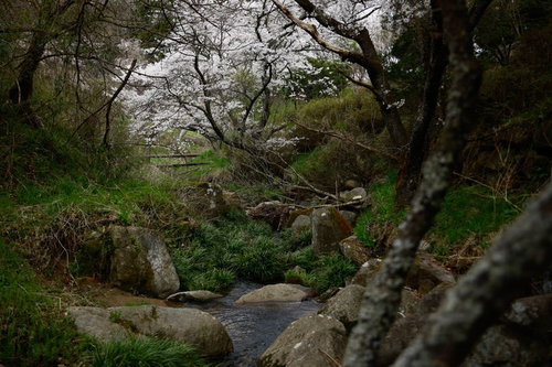 小川の水辺に咲く桜と渓流、新緑に囲まれた春の自然風景
