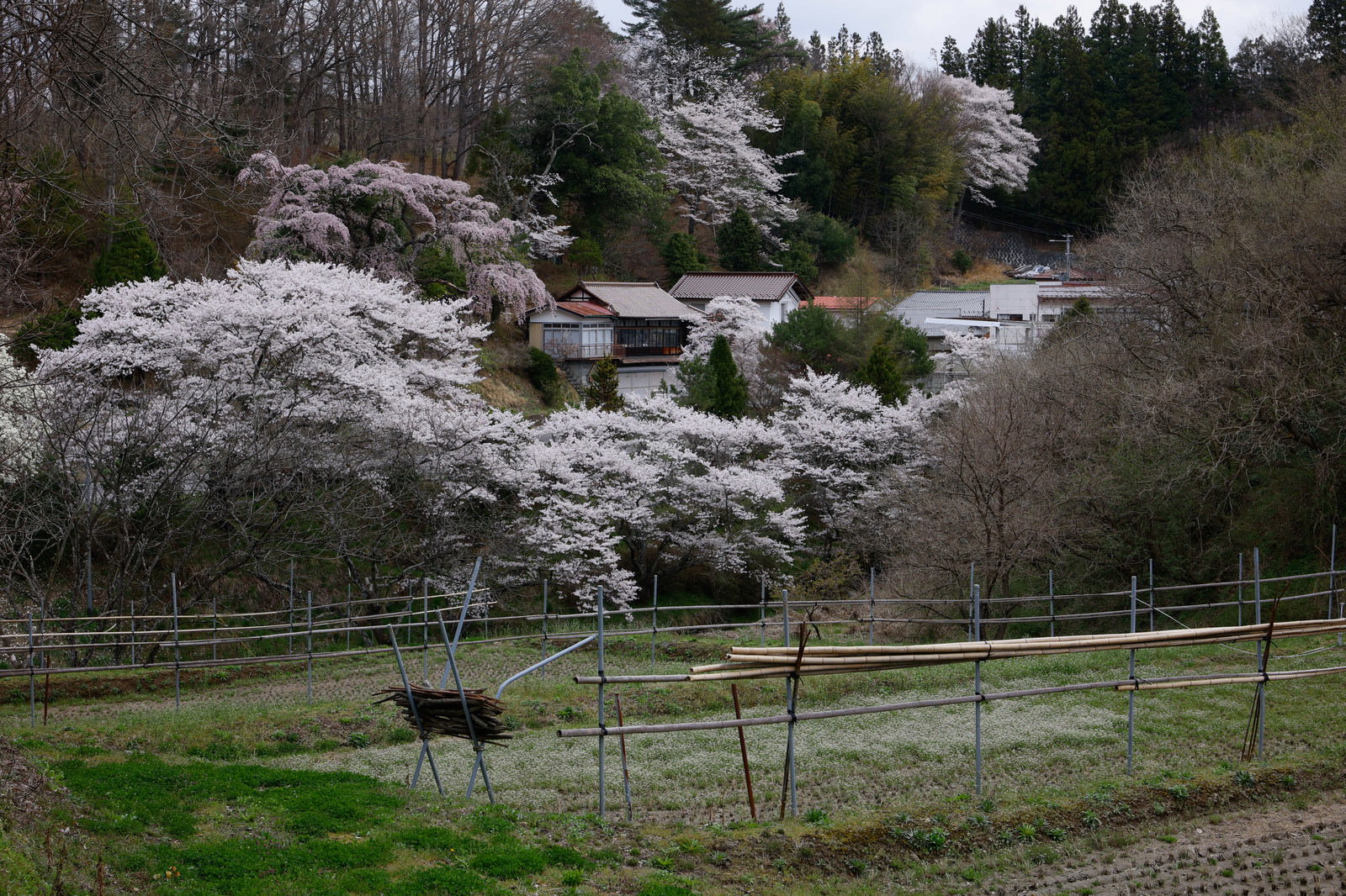 Agricultural village landscape with cultivated rice fields and white cherry blossoms (sakura) in full bloom on hilly terrain in spring