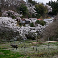 満開の桜に囲まれた里山の耕地（伊勢桜）の写真