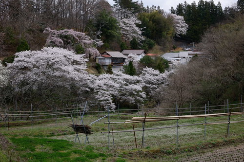 満開の桜に囲まれた里山の耕地（伊勢桜）