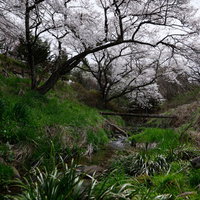 伊勢桜が咲く渓流の小川と春の植生、雑木林の自然風景の写真