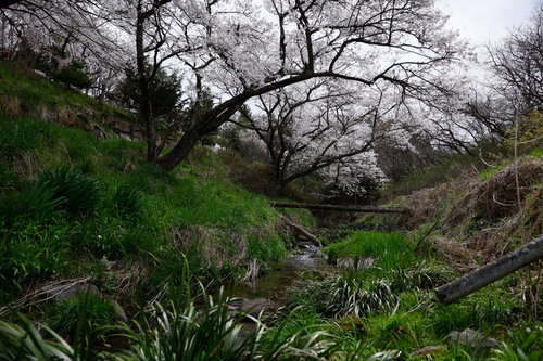 伊勢桜が咲く渓流の小川と春の植生、雑木林の自然風景