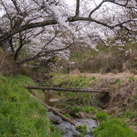 小川に架かる樹齢を感じさせる桜の枝ぶりと春の新緑の写真