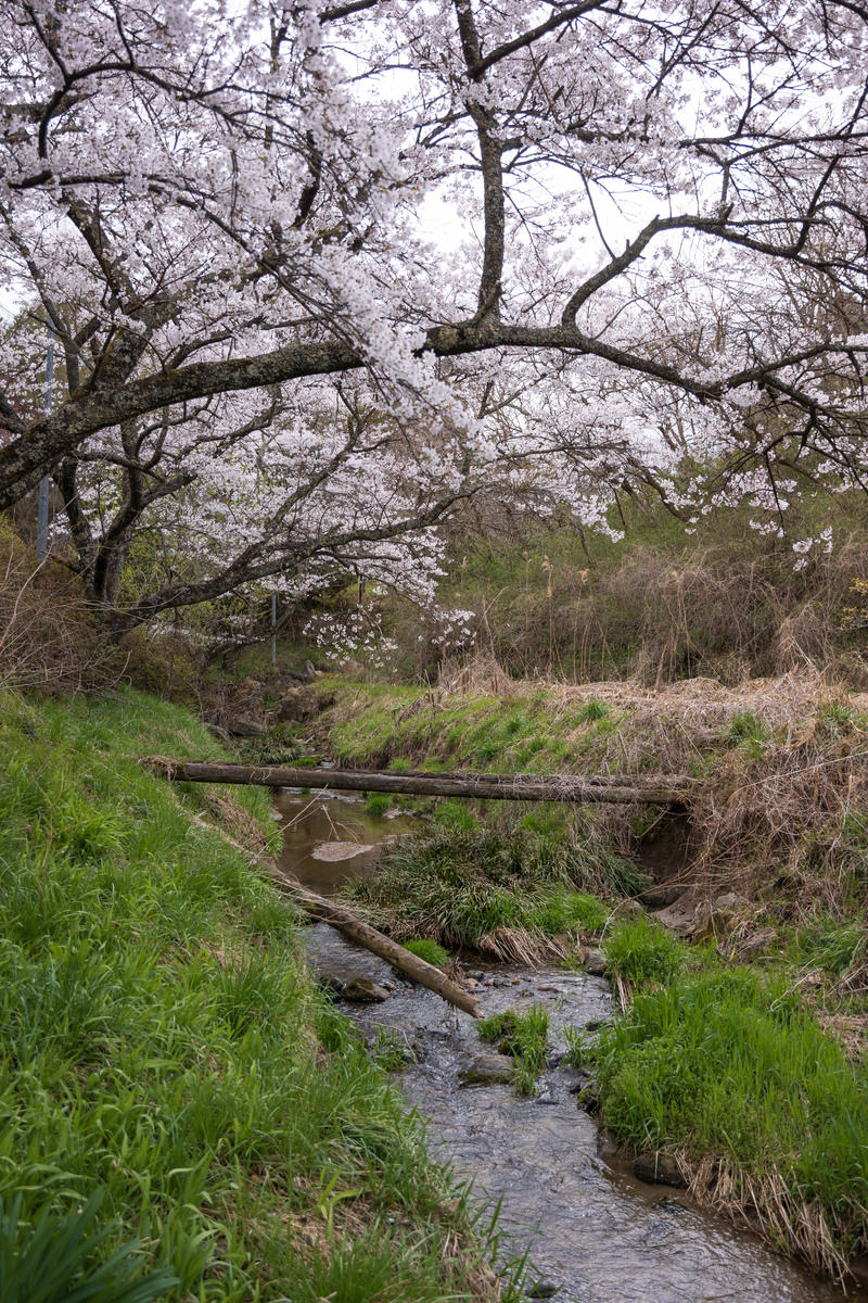 小川を背景に白紫色の花をつける樹齢の古い桜の大きく広がった枝