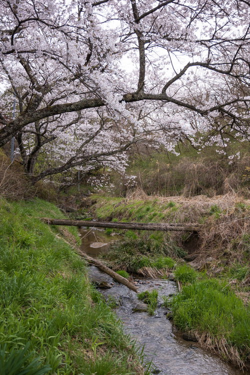 小川に架かる樹齢を感じさせる桜の枝ぶりと春の新緑