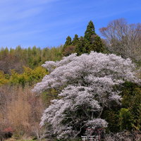 郡山市の子授け櫻に見え隠れする朱色の鳥居と春の風景の写真