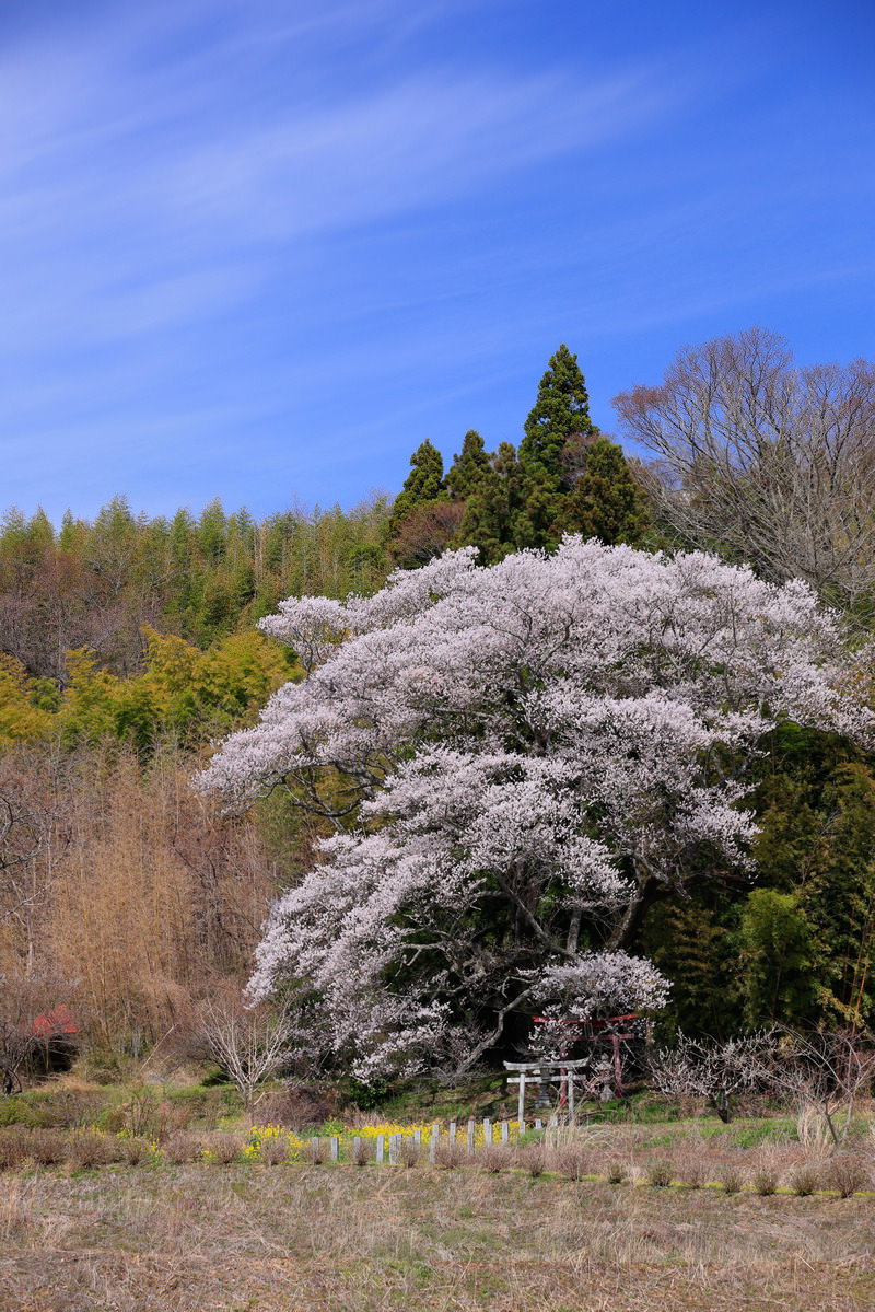 竹林を背景に白く咲く桜の樹と社寺の鳥居