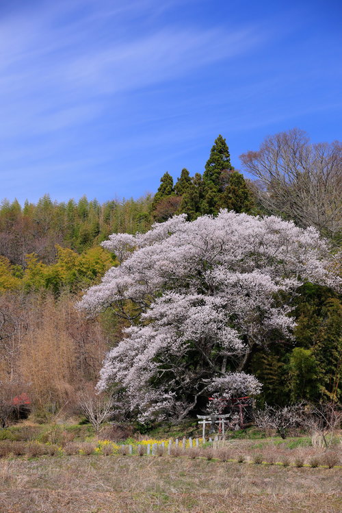 郡山市の子授け櫻に見え隠れする朱色の鳥居と春の風景