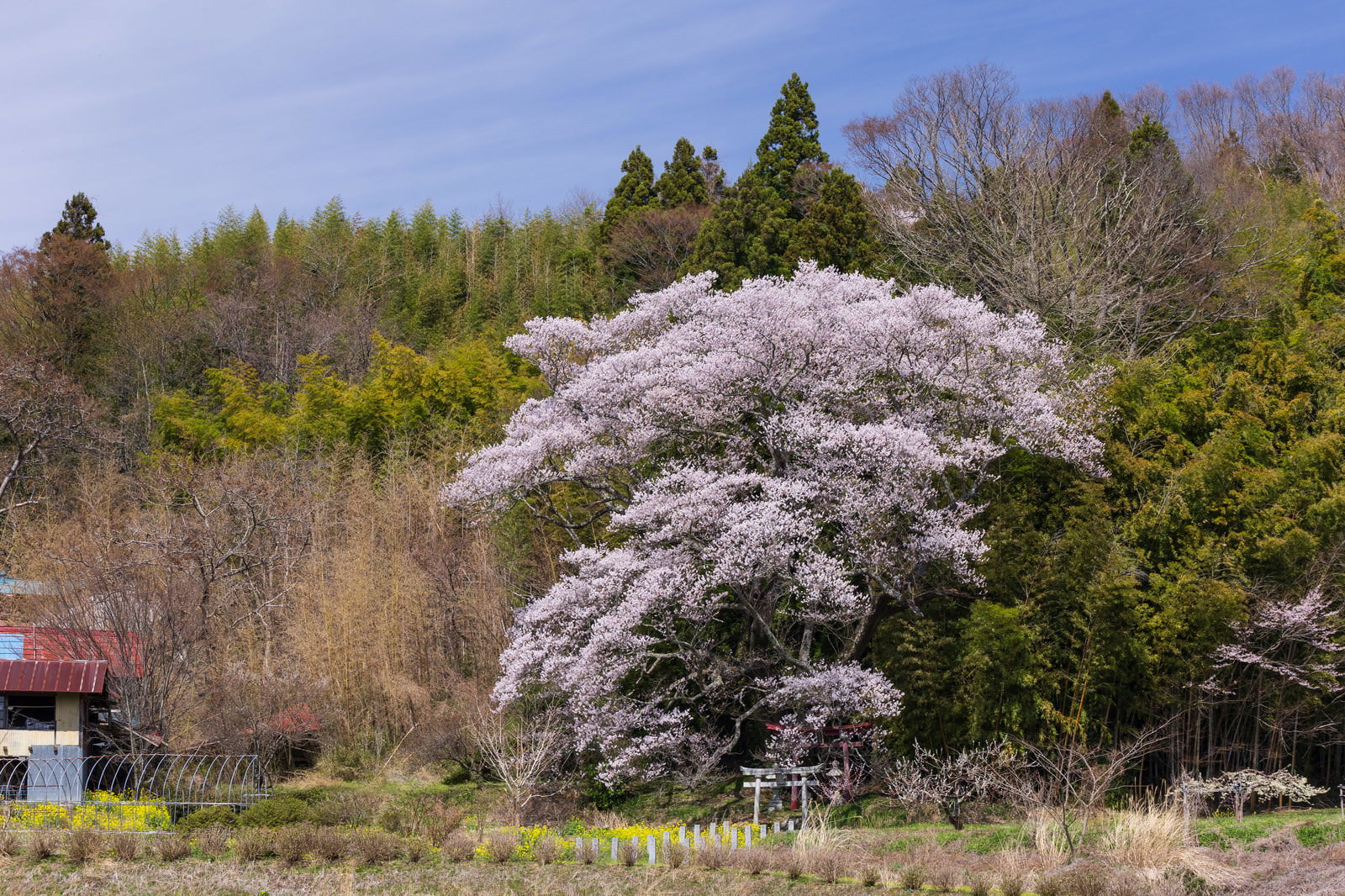 満開の桜と鳥居がある春の風景。白い花が咲き誇り、背景に緑の樹木と赤い屋根が見える