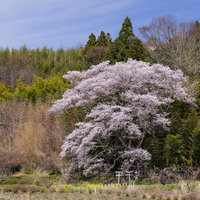 隣家と満開の子授け櫻と鳥居のある春の風景の写真