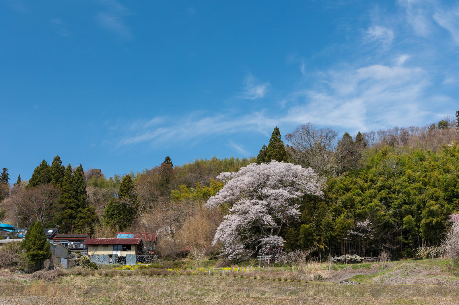 民家の庭で満開に咲く子授け桜と家屋を撮影した春の写真