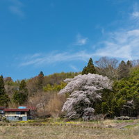 民家の庭に咲く満開の子授け桜、樹齢古い大きな桜の春景色の写真