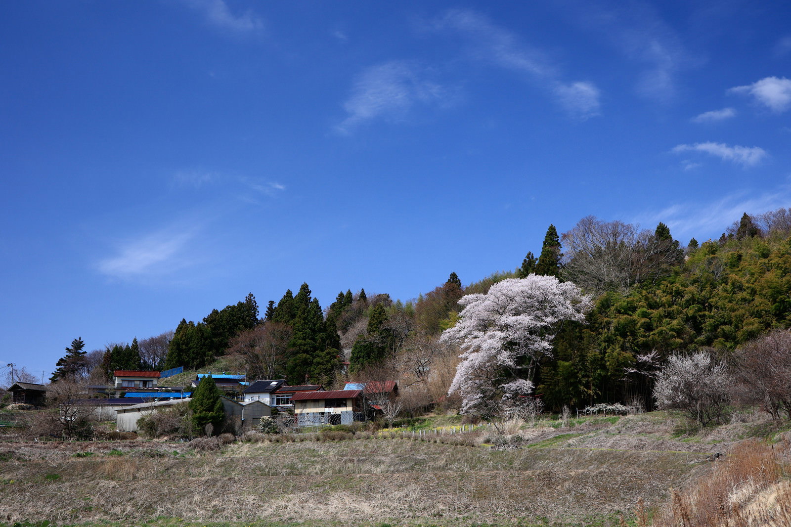 満開の子授け櫻と青空、奥に見える鳥居