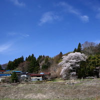 満開の子授け桜と春の集落風景 福島県郡山市の農村風景の写真