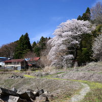 民家へ続く道と子授け桜が満開の春景色の写真