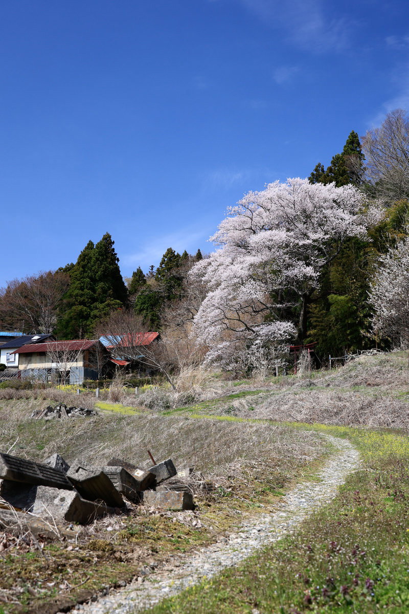 集落へと続く砂利道沿いに満開で咲く大きな白い桜の木と民家