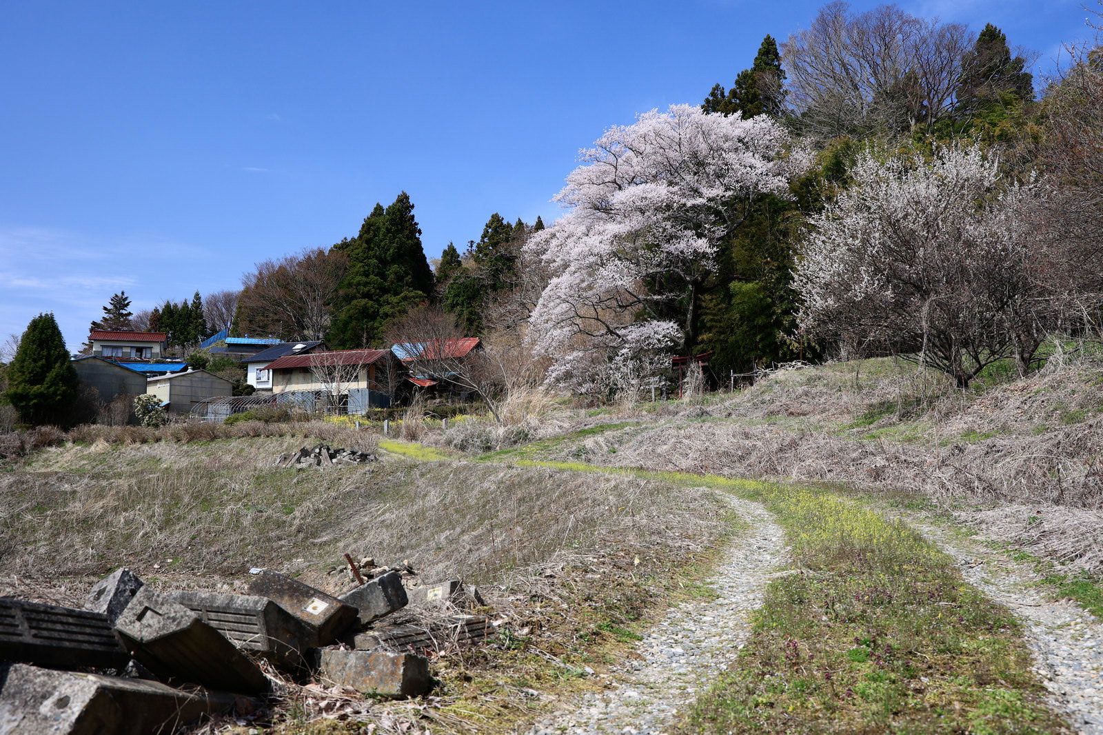 春に満開になる子授け櫻の白い花と、その脇の民家や集落の道の風景