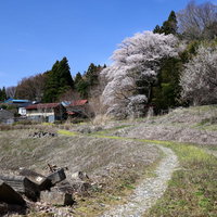 民家と子授け桜へ続く石段の道、春の郡山市大和田稲荷神社の写真