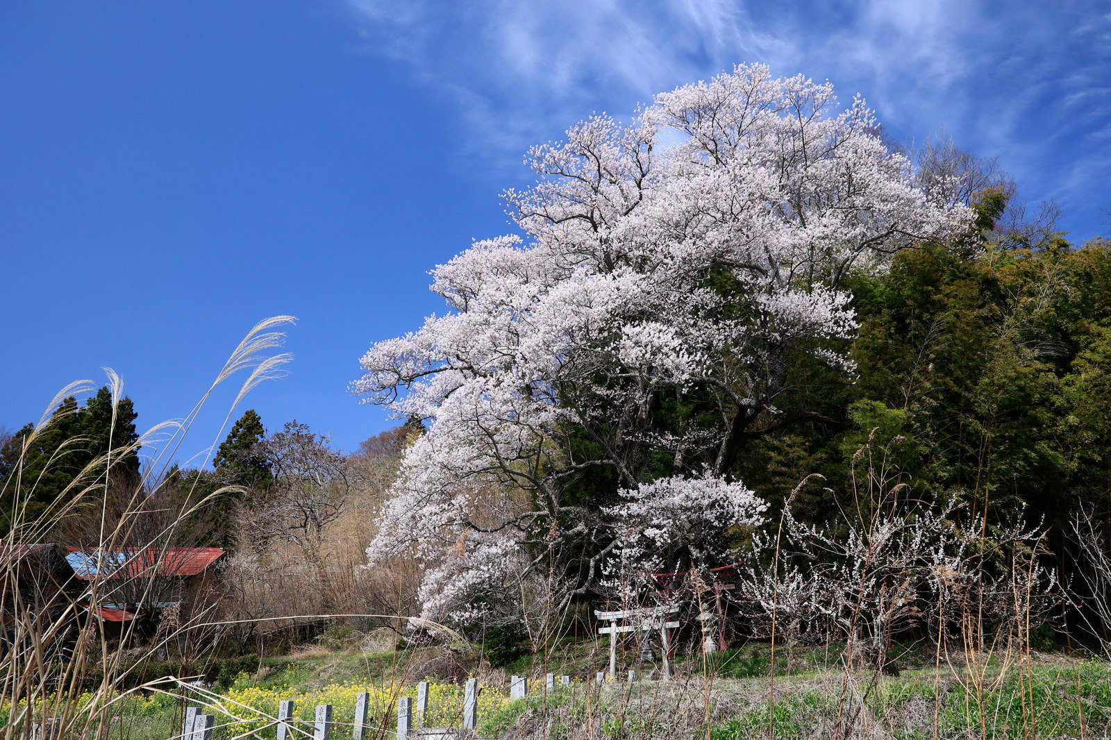 青空の下で満開に咲く大和田稲荷神社の子授け櫻と鳥居