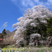 大和田稲荷神社の子授け櫻と満開の春景色、赤い鳥居の写真