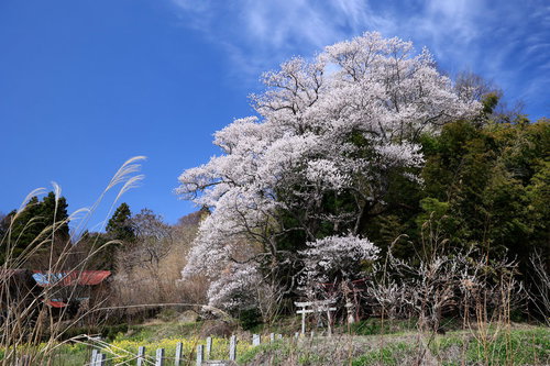大和田稲荷神社の子授け櫻と満開の春景色、赤い鳥居