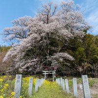菜の花と奉納石柱に囲まれて開花する子授け櫻の写真