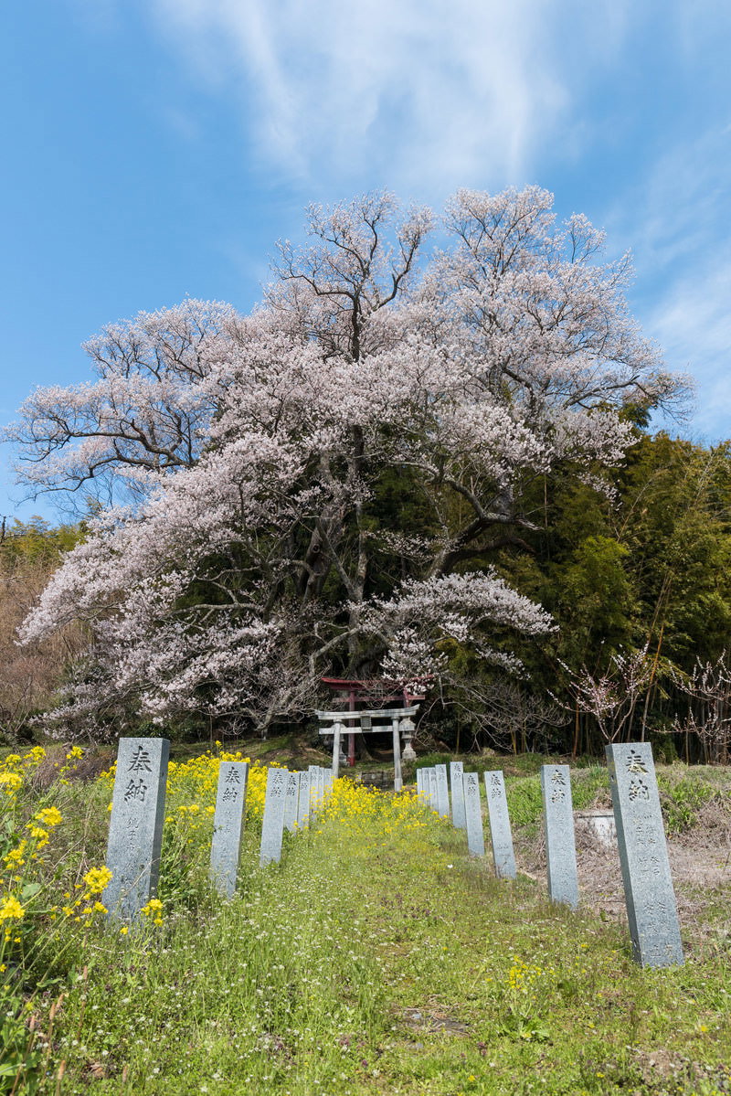 白く開花した老桜の周りに黄色い菜の花と奉納石柱が広がり、奥に鳥居が見える春の神社風景