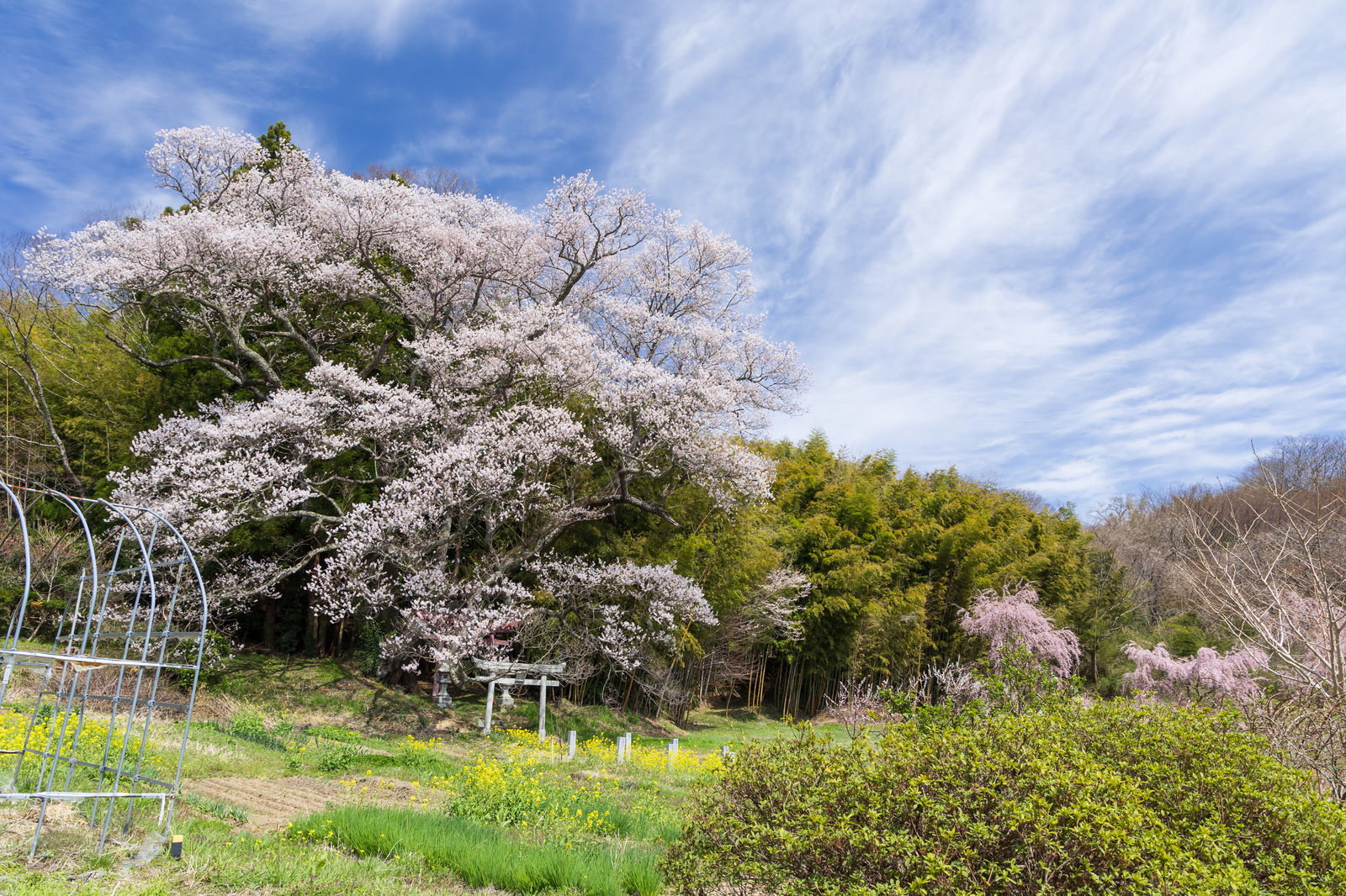 赤い鳥居の奥で満開に咲く大和田稲荷神社の子授け櫻と青空