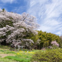 大和田稲荷神社の子授け櫻、赤い鳥居と満開の一本桜の写真