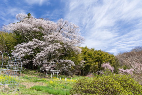 大和田稲荷神社の子授け櫻、赤い鳥居と満開の一本桜