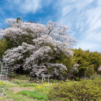 竹林から大きく枝を伸ばす子授け櫻と赤い鳥居の写真