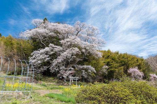 竹林から大きく枝を伸ばす子授け櫻と赤い鳥居