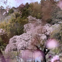 福島県郡山市の紅枝垂地蔵桜、手前の桜の花越しに見る満開の景色の写真