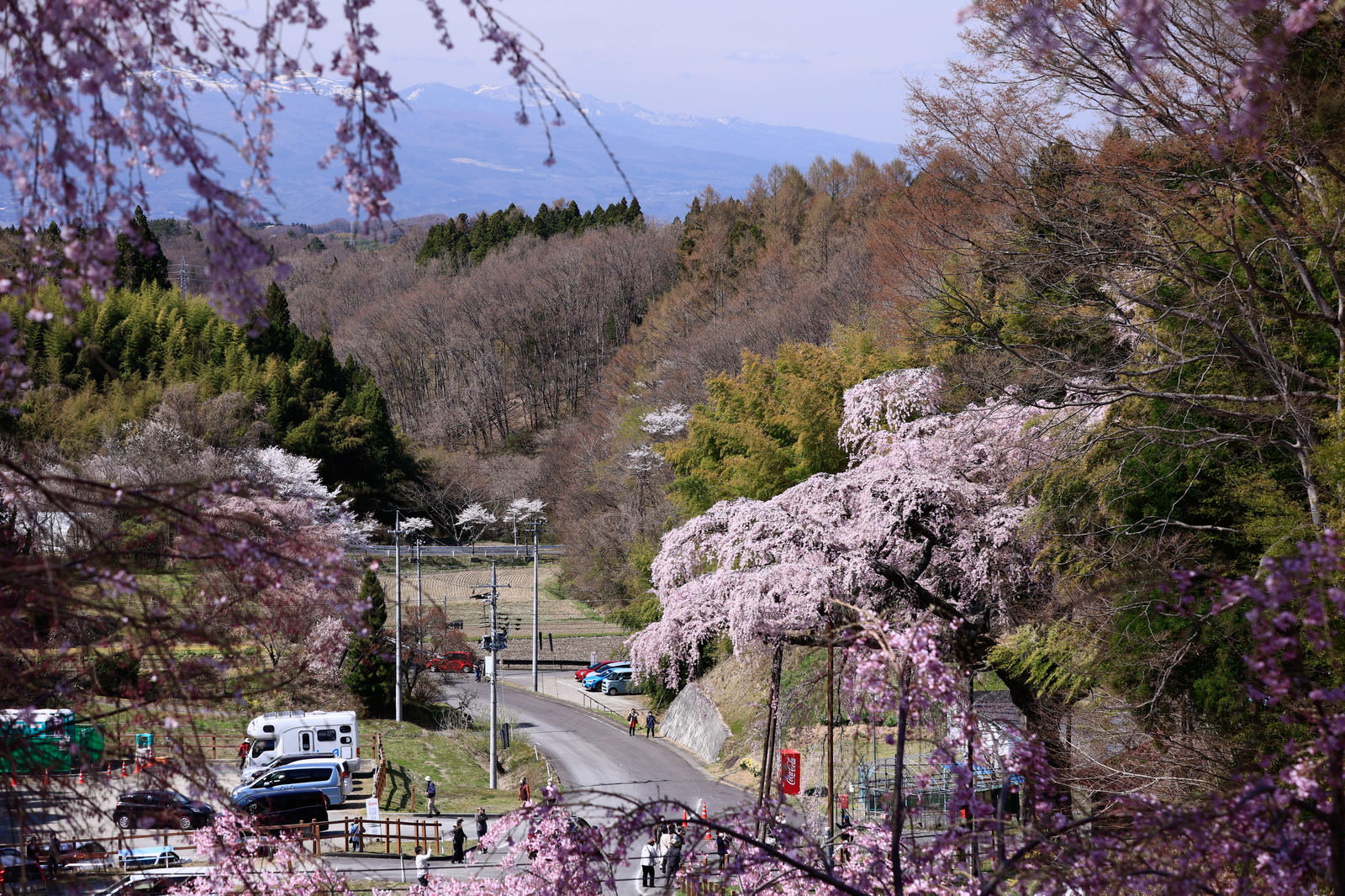 満開のピンク色の紅枝垂地蔵桜と手前の駐車場に停まる車両
