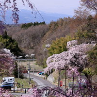 郡山市の紅枝垂地蔵桜と駐車場の風景の写真
