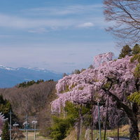 遠景の雪山と満開の紅枝垂地蔵桜の写真