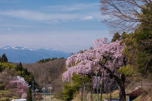 遠景の雪山と満開の紅枝垂地蔵桜