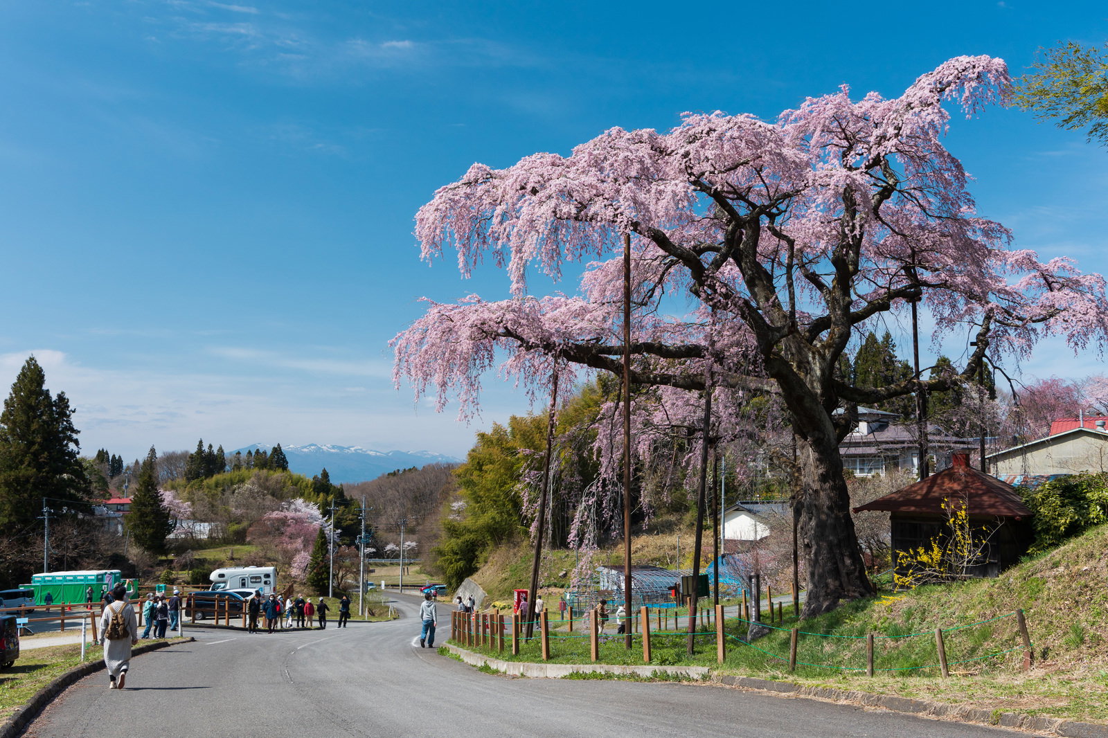 満開の紅枝垂地蔵桜の下で花見を楽しむ観光客たち