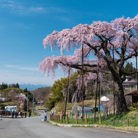 福島県郡山市の紅枝垂地蔵桜を見に来た観光客の写真