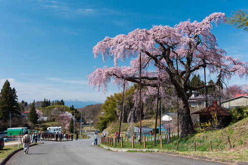 福島県郡山市の紅枝垂地蔵桜を見に来た観光客